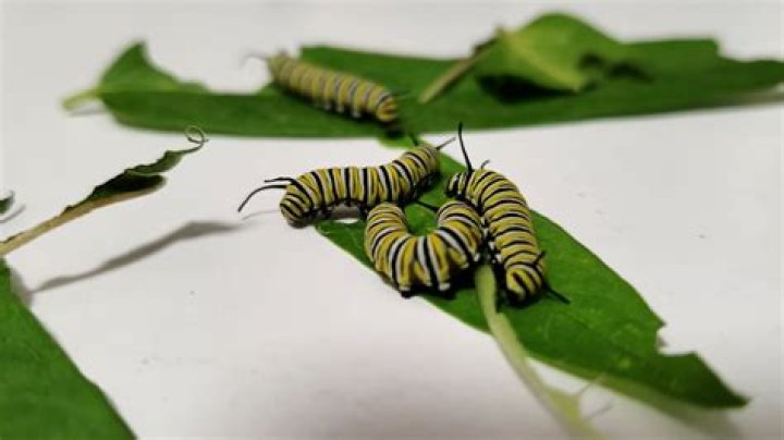 Are caterpillars good eating?
