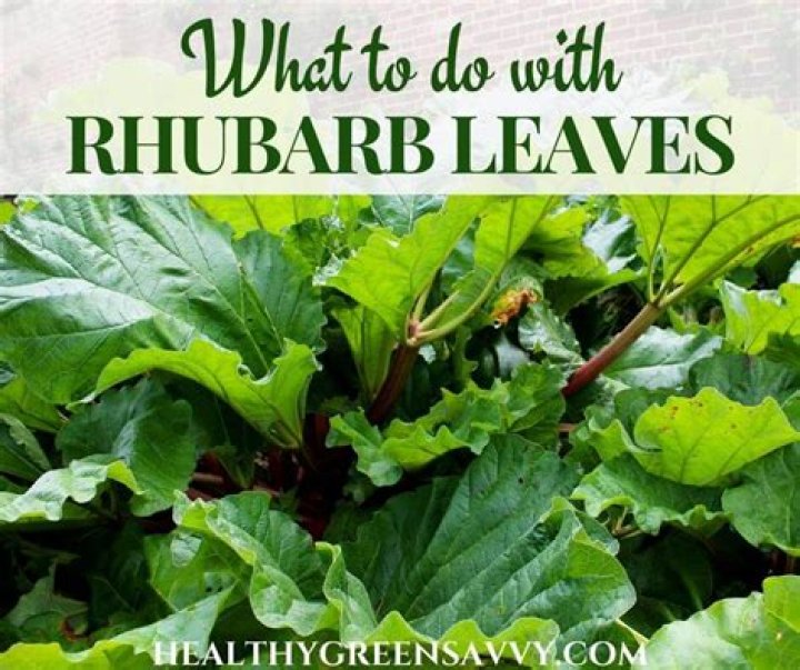Are rhubarb leaves poisonous for animals?