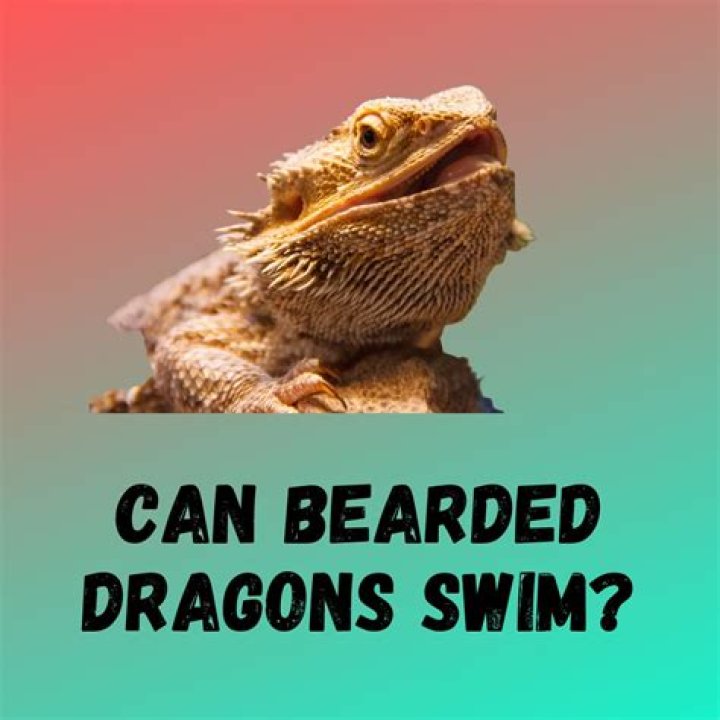 Can bearded dragon drown?