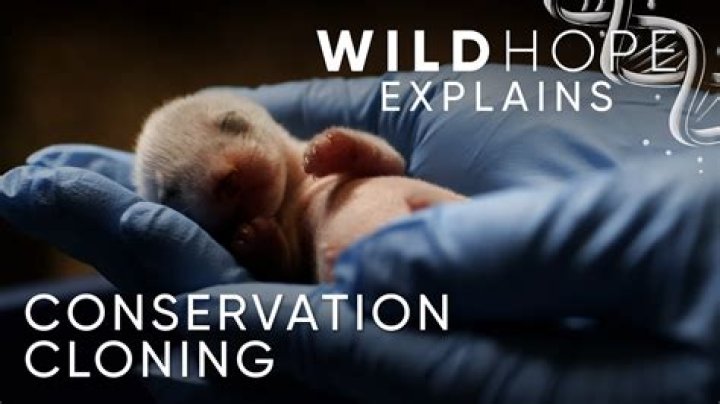 Can Cloning help save endangered species?