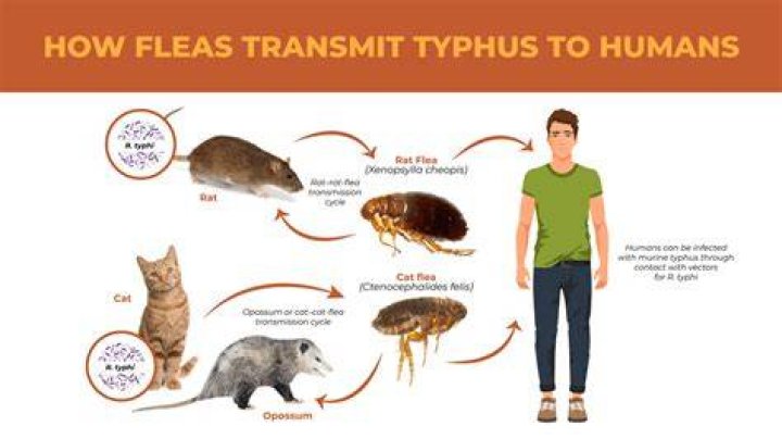 Can fleas spread from person to person?