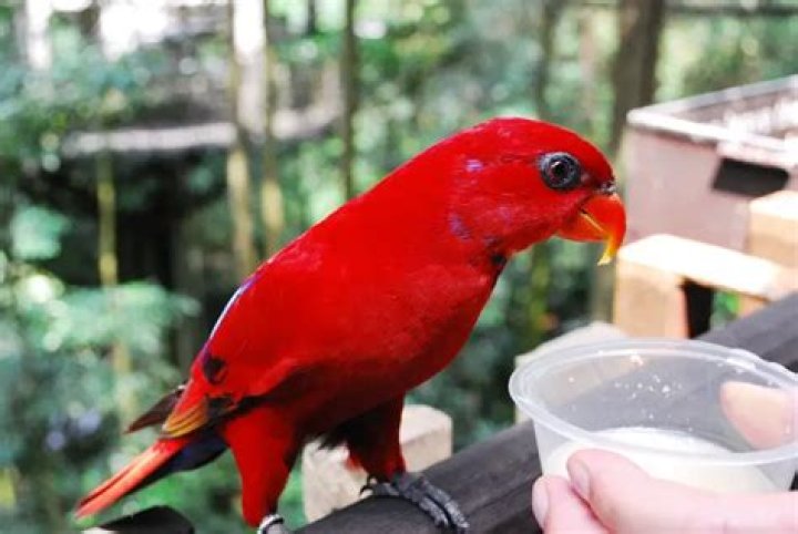 Can quaker parrots drink milk?