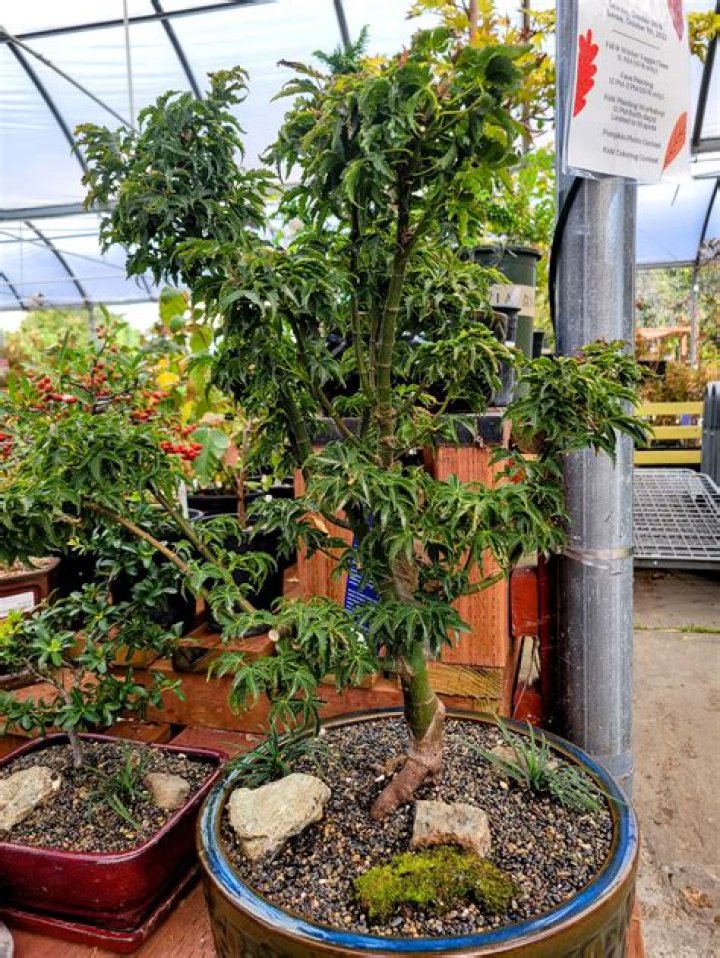 Can you grow a bonsai tree in Arizona?