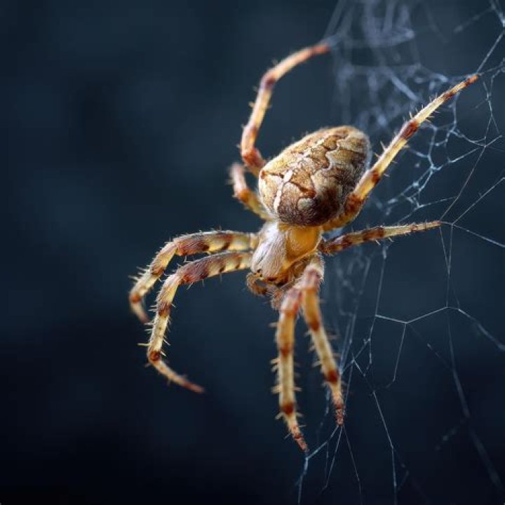 Do all spiders spin silk?