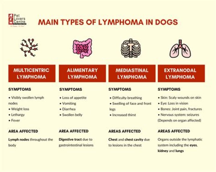Do dogs with lymphoma have fever?