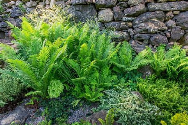 Do ferns require sun or shade?