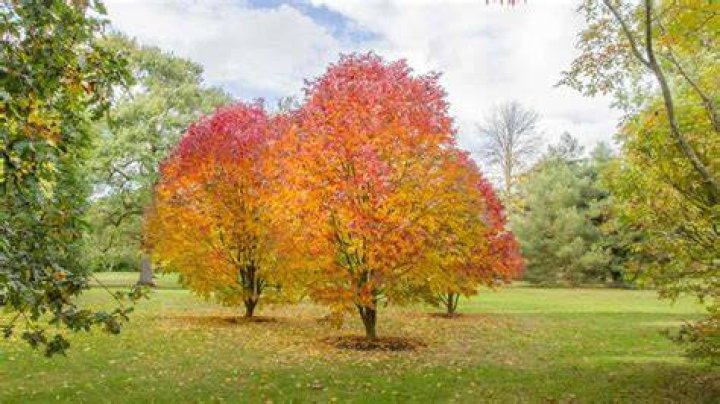 Does mountain ash have thorns?