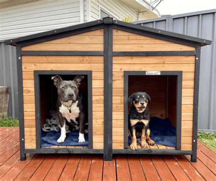 How big should a dog carrier be?