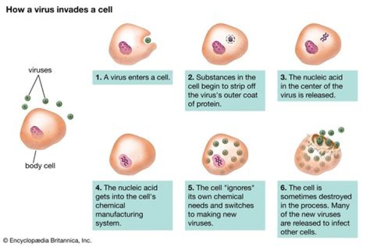 How did viruses start?