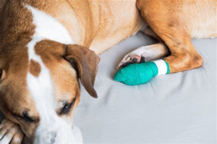 How do I stop my corgi having back problems?