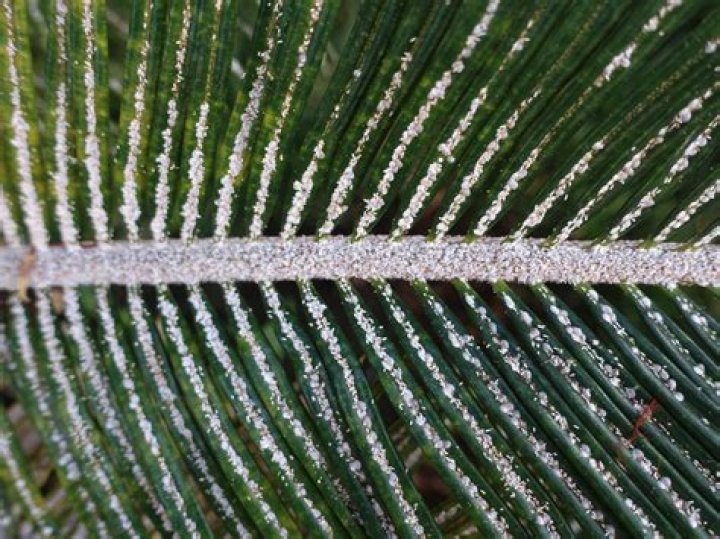 How do you kill scales on a sago palm?