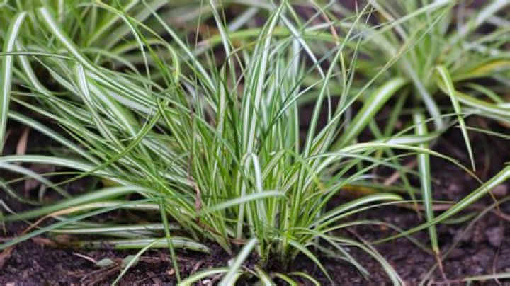 How do you maintain Carex grass?