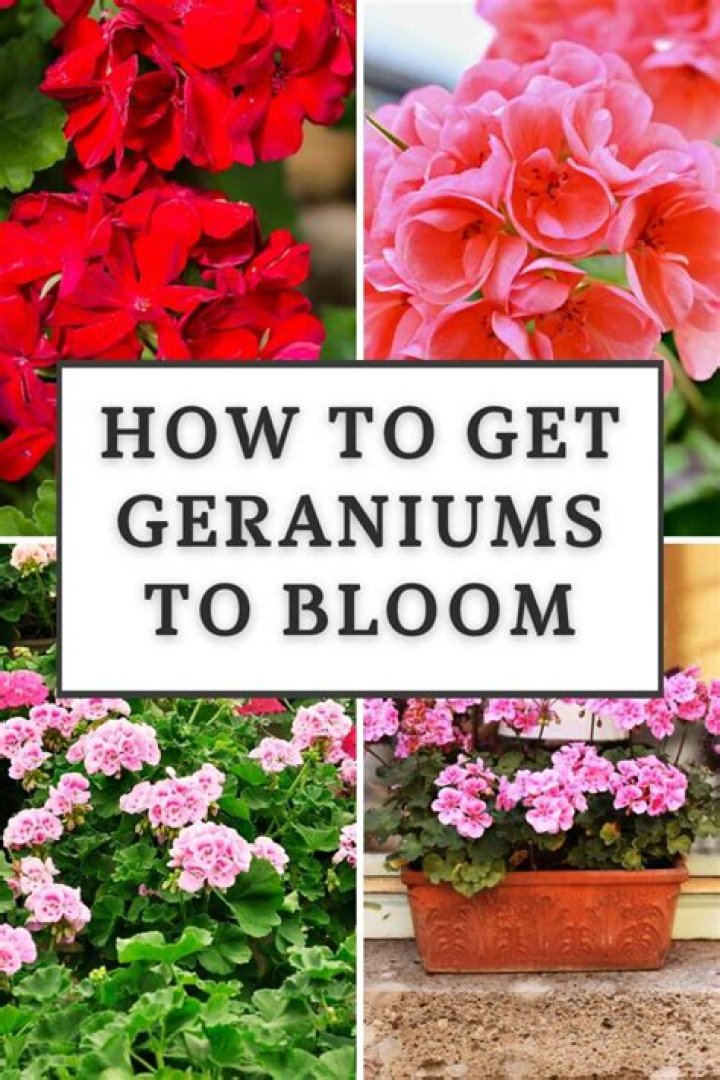 How long do perennial geraniums bloom?
