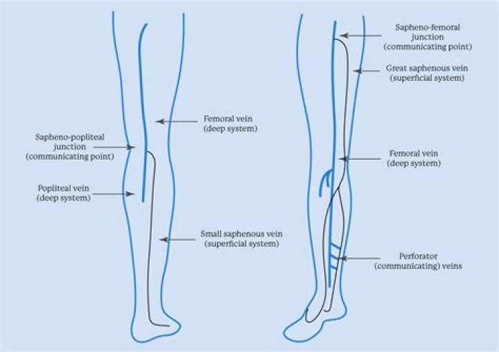 How many superficial veins are in the legs?