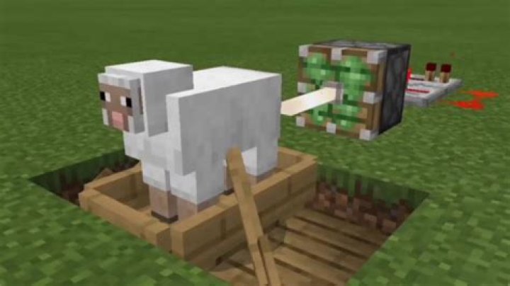 How to make sheep drink?