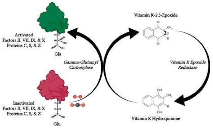 What are the main functions of vitamin K?