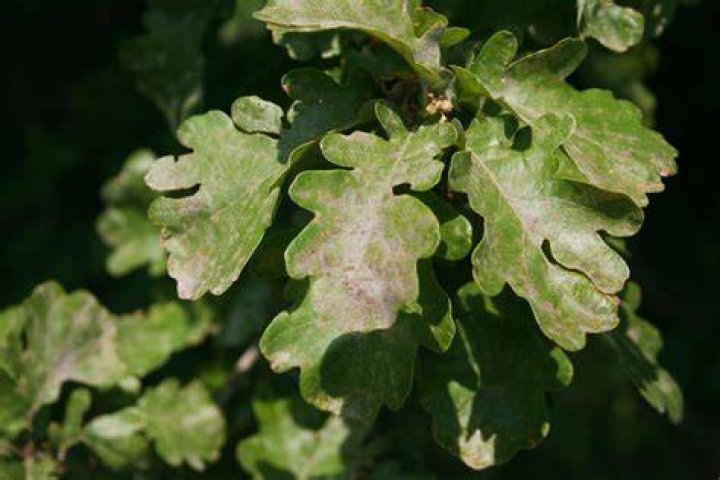 What are the red things on oak leaves?