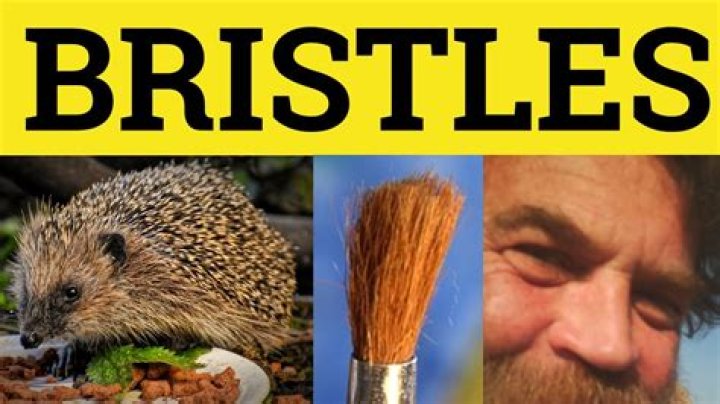 What does bristly mean?