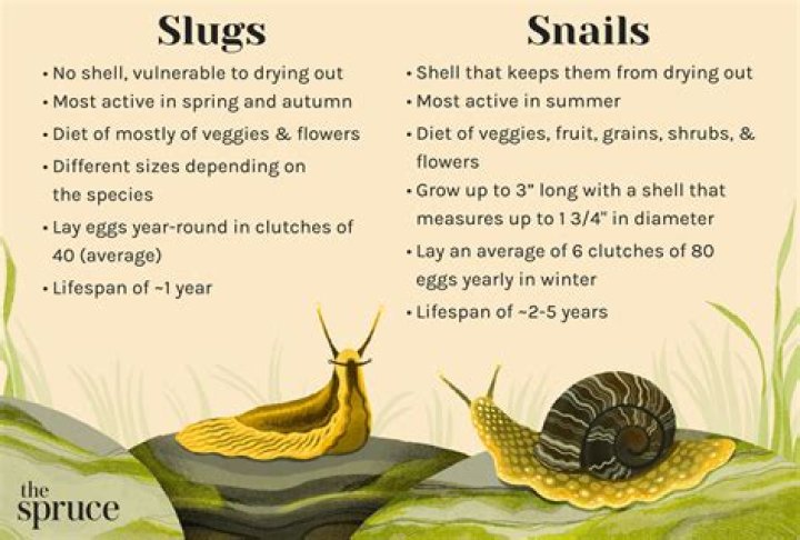 What does it mean when there are a lot of snails?