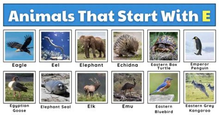 What is a animal that starts with E?
