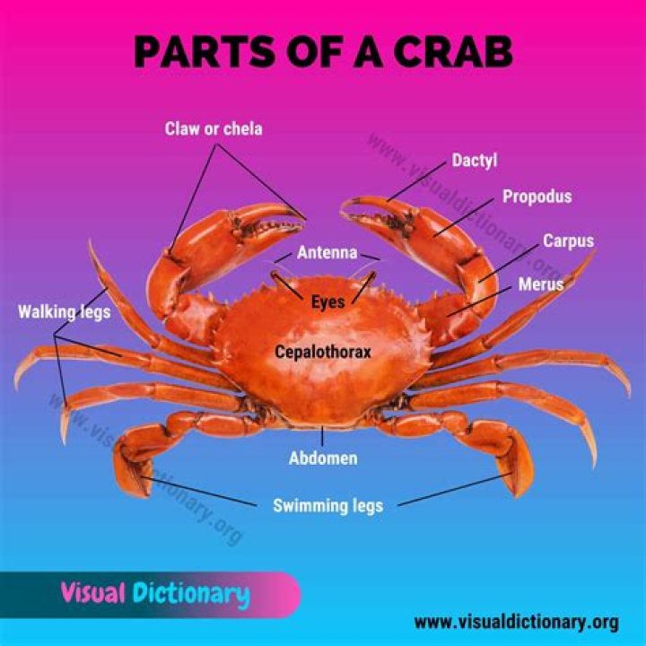 What is a crab's shell called?