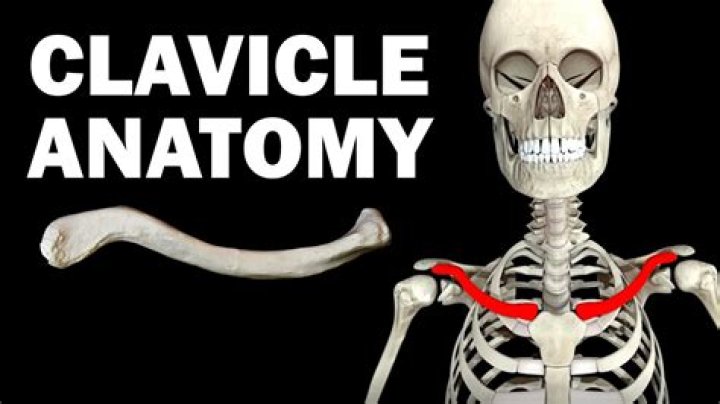 What is beauty bone clavicle?