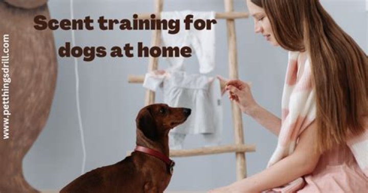 What is scent training?