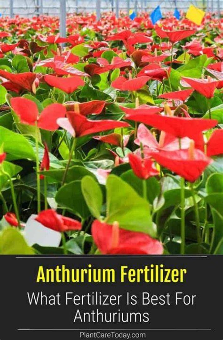 What is the best fertilizer for anthuriums?