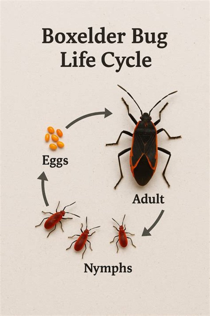 What is the point of boxelder bugs?