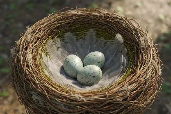 What is the purpose of a bird nest?