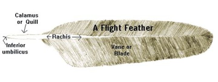 What is the rachis of a feather?