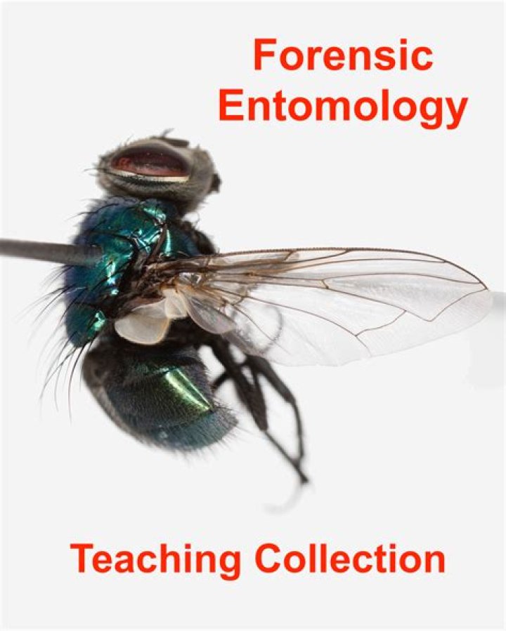 What is the role of a forensic entomologist?