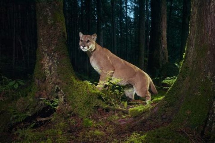What temperature do mountain lions live in?