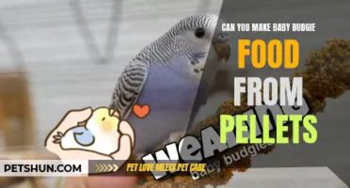 What treats can you give your budgie?