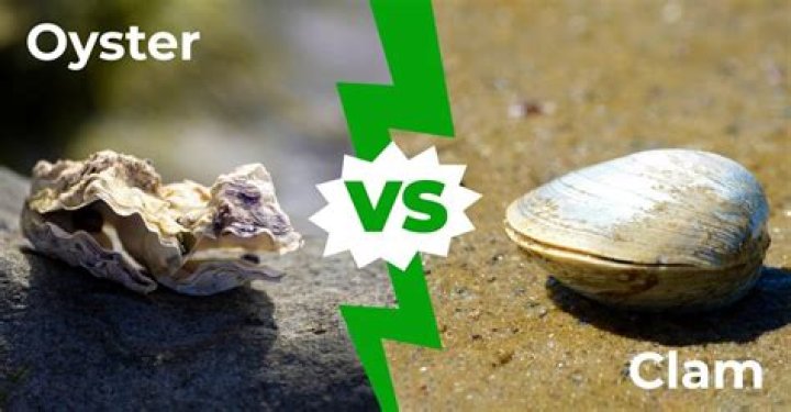 Whats the difference between a clam and an oyster?