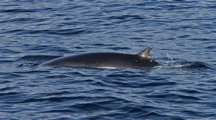 Where are minke whales found?