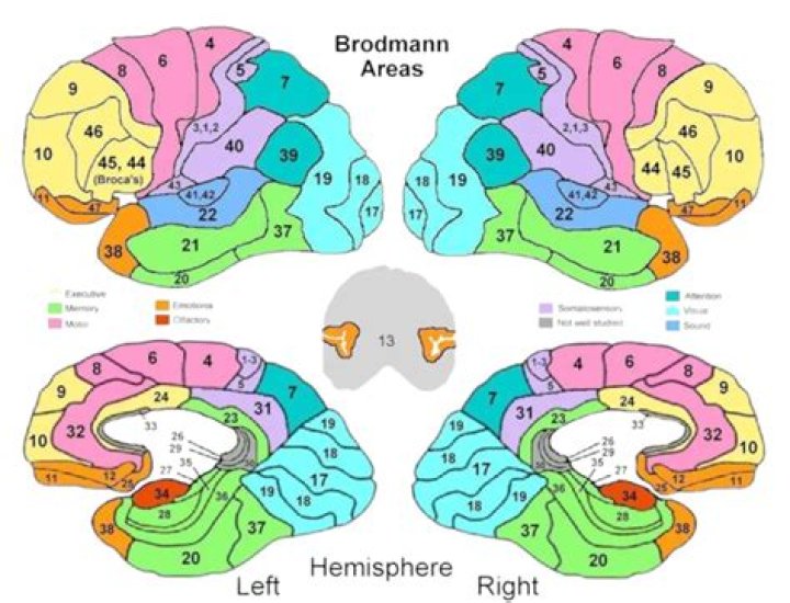 Where is Brodmann Area 43?