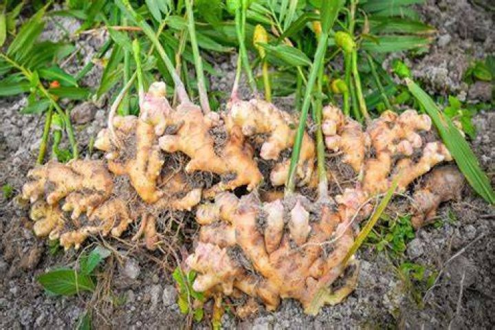 Where is ginger produced in Nigeria?