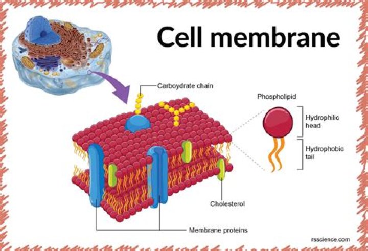 Which of the following organelles are part of the Cytomembrane system?