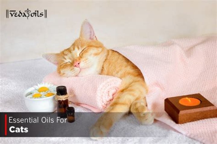 Which oil is best for cats?
