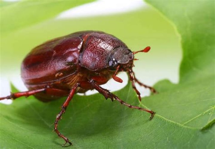 Why do june bugs come in June?