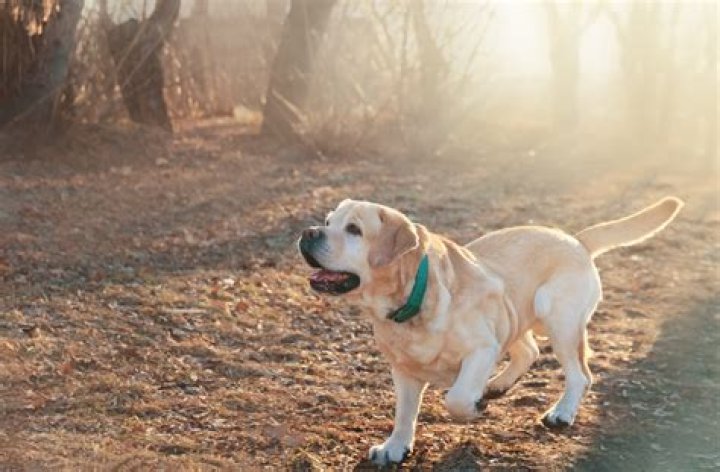 Wie lange dauert es bis Milben beim Hund weg sind?