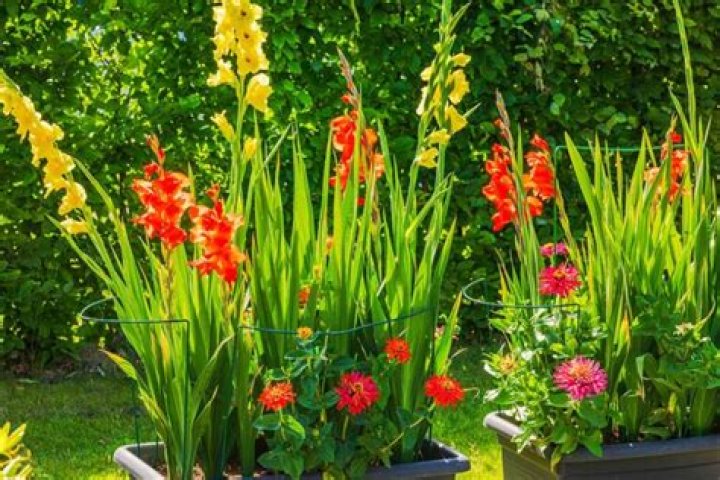 Will gladiolus grow back every year?